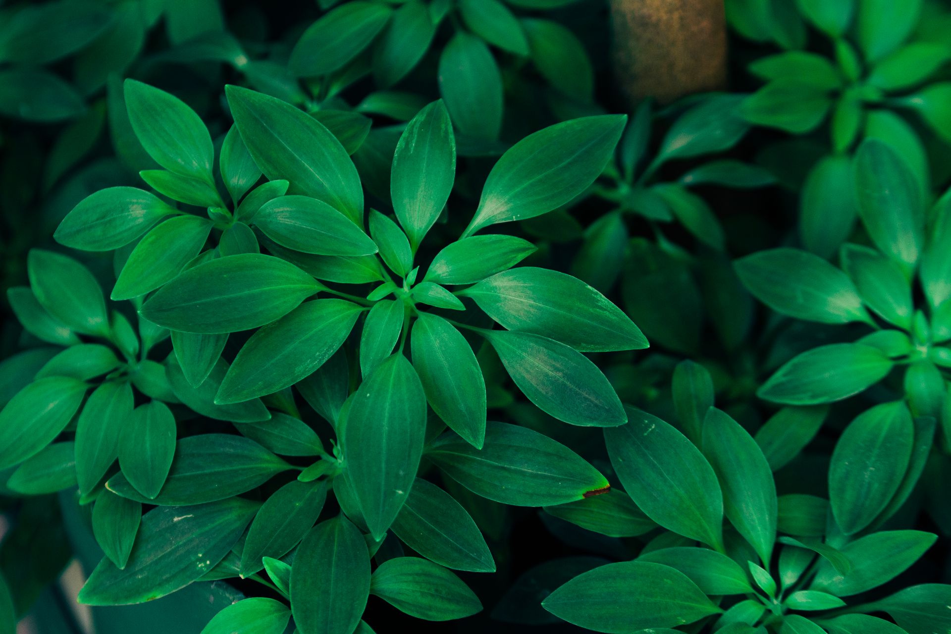 Éventail (Violet profond & Vert )
